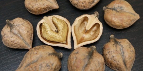 Oraščić u obliku srca: raste u predgrađu